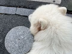 -安安宠医·普外科·内科·心超(佛山同济分院)