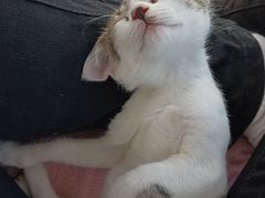 -千城康桥宠物医院·猫科·骨科·心脏