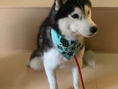 -Husky Go! 哈士奇体验馆·宠物咖啡厅狗咖