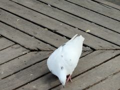 -少林寺欢喜地素斋馆