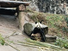 -都江堰中华大熊猫苑