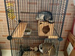 -瑞派·关忠动物医院·异宠专科·犬猫肿瘤·皮肤专科(望京店)