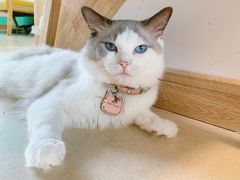 -猫在这儿猫咪咖啡馆·撸猫馆