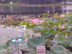 -映月湖公园