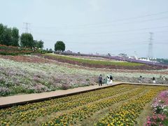 -紫颐香薰山谷景区
