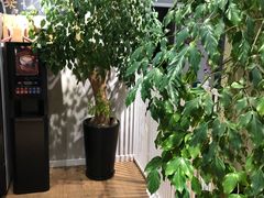 -东方名猫馆·英短金渐层布偶猫舍(环线广场1号楼店)