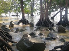 -宝安西湾红树林湿地公园