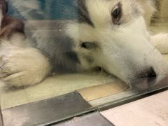 -天宠宠物医院24小时·急重症诊疗中心·全科·腔镜特色(和平分院)