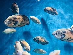 -西安曲江海洋极地公园