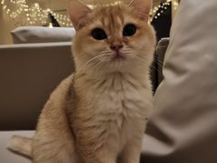 -猫腻·猫咖·撸猫馆(星光大道店)