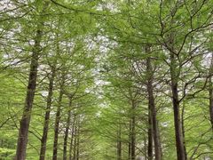 -溱湖国家湿地公园