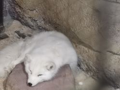 -酷嗒动物文化乐园(cutezoo西溪乐天城店)