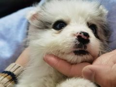 -翊宠yipet猫狗购宠庄园犬舍•猫舍