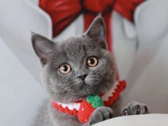 -lincat·猫舍(广州店)
