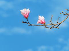 -杭州植物园