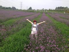 紫颐香薰山谷薰衣草庄园-紫颐香薰山谷景区
