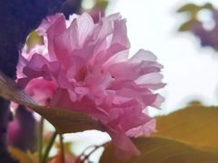 -高东镇樱花园
