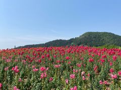 -径山花海