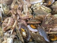 -大锅强·蒸海鲜青岛菜(金沙滩店)