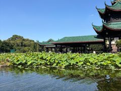 -桂湖森林公园