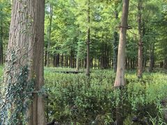 -广富林郊野公园