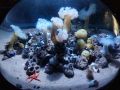 -瑞普利水族馆