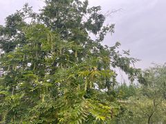 -眉山湿地公园(东坡区)