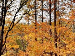 -白水寺森林公园