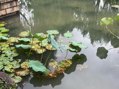 -秋霞圃