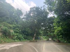 -清溪森林公园