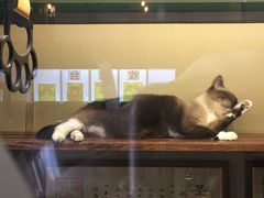 -猫咪博物馆(顶澳仔猫街店)