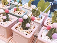 -Flower in(密渡桥店)