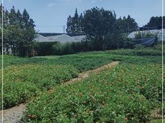 -前小桔亲子创意农场·草莓采摘·露营烧烤