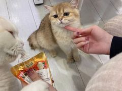 -喵的天空名猫咖啡馆·撸猫·猫舍·用品