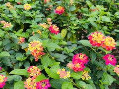 -荔枝公园(福田区)