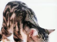 -猫友咖啡店(玉林西路店)