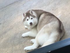 -TrueLove @ Neverland (Husky Cafe)