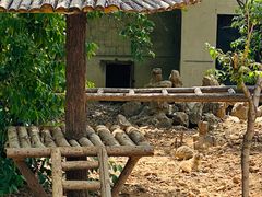 -石家庄市动物园