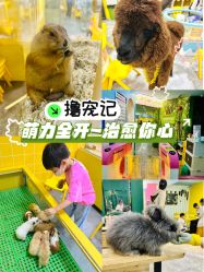 -神奇动物撸宠馆·羊驼·小浣熊·异宠(豫园店)