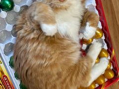 -中农大我爱我爱动物医院·核磁CT·猫病·24小时夜诊中心(石佛营店)