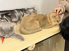 -共舞时光猫咖·狗咖(新街口店)