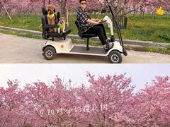 -天适樱花悠乐园
