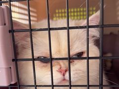 -艾吉宠物医院·疑难杂症转诊中心·猫友好(碧江路院)
