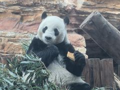 -石家庄市动物园