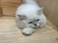 -屋虎猫馆(宝安大仟里店)