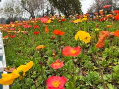 -铁山坪森林公园