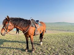 -诺敏塔拉奶茶-布里亚特包子-手把肉(锦都会店)