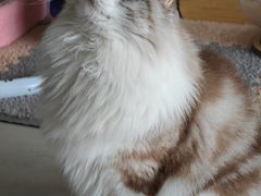 -珠海悠米米努特矮脚猫舍