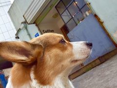 小少年-22cafe