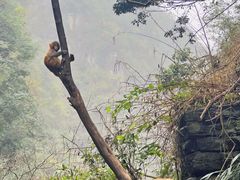 -三峡人家风景区